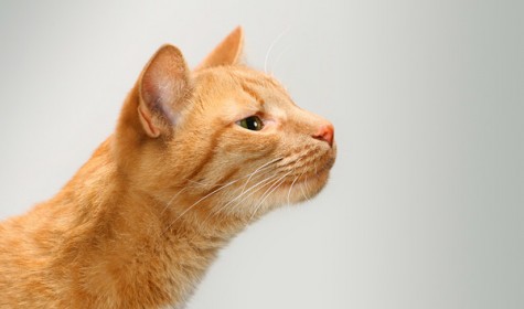 Ученые выяснили, что кошки доверяют глазам больше, чем носу