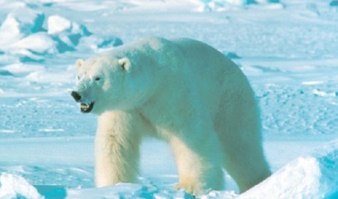В Арктике раскрыли очередное убийство белого медведя