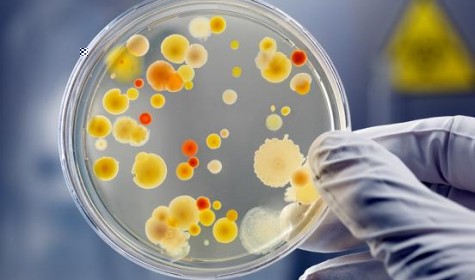 Учёные рассказали, чем бактерии отличаются от вирусов