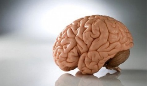 Обнаружен ген, влияющий на размер головного мозга