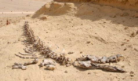 Обнаружено обширное кладбище древнейших крокодилов