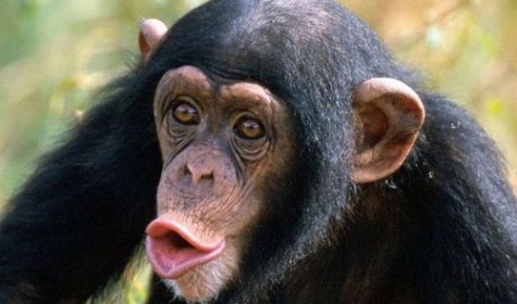 Ученые рассказали, как обезьяна стала человеком