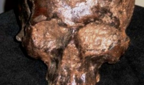 Археологи обнаружили идеально сохранившийся мозг внутри доисторического черепа
